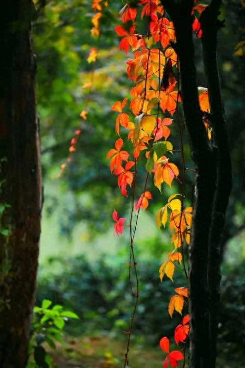 励志文案 谁说女子不如男 你就像一束光 照亮我前行的路(图1)