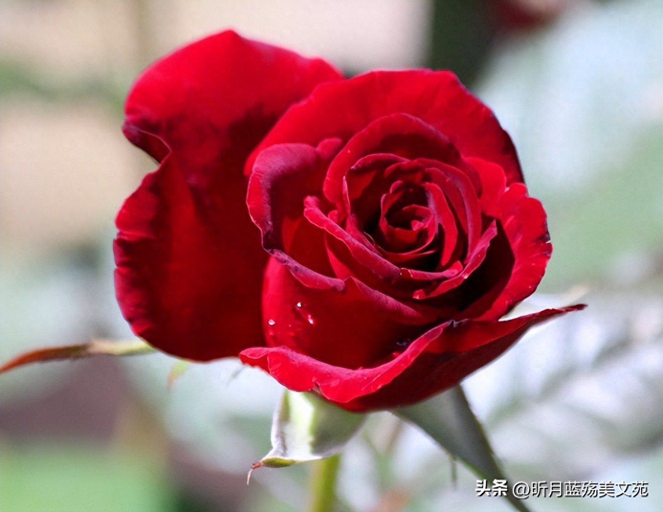 六月再见，七月你好，心若从容，时光静美(图4)