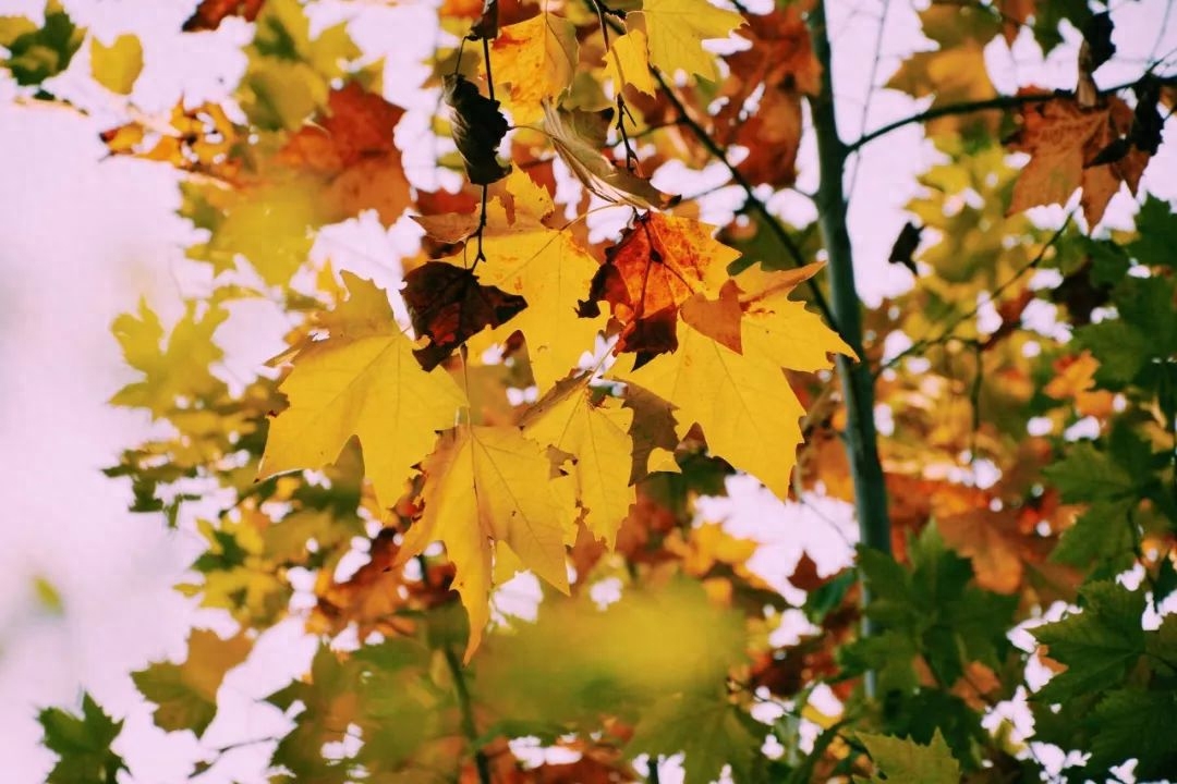 读《唐诗三百首》，你一定要背下这100句千古名句(图9)