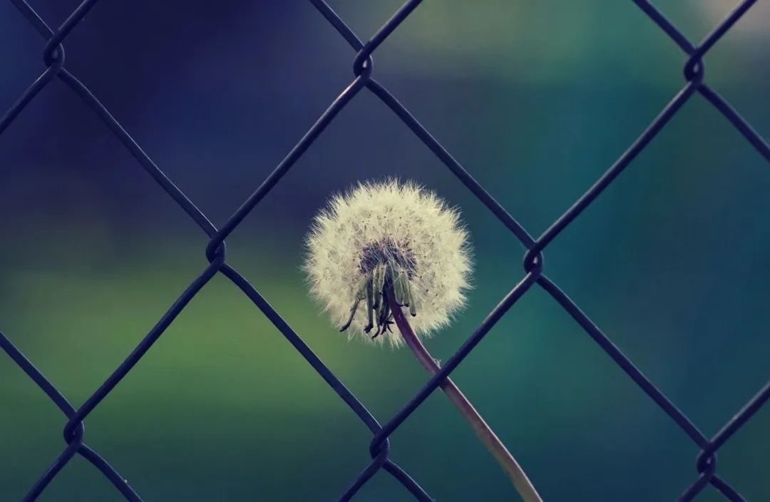 简单干净的早安语，配上美丽唯美图片，让你轻松起床迎接新的一天(图4)