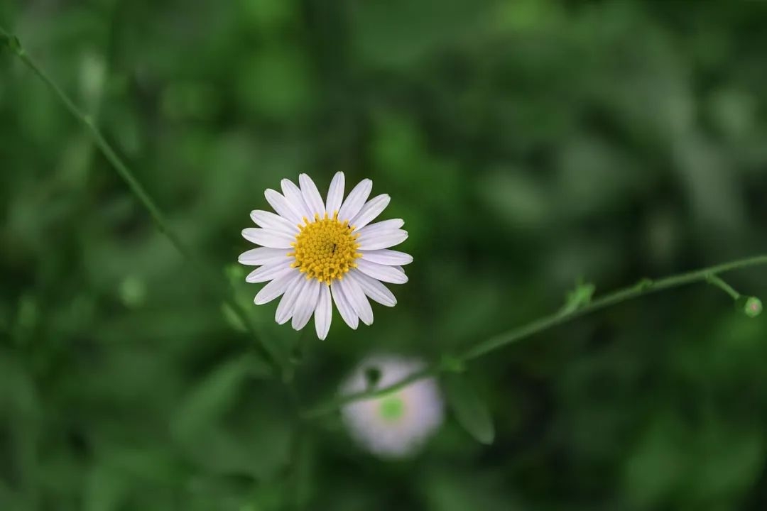 简单干净的早安语，配上美丽唯美图片，让你轻松起床迎接新的一天(图5)