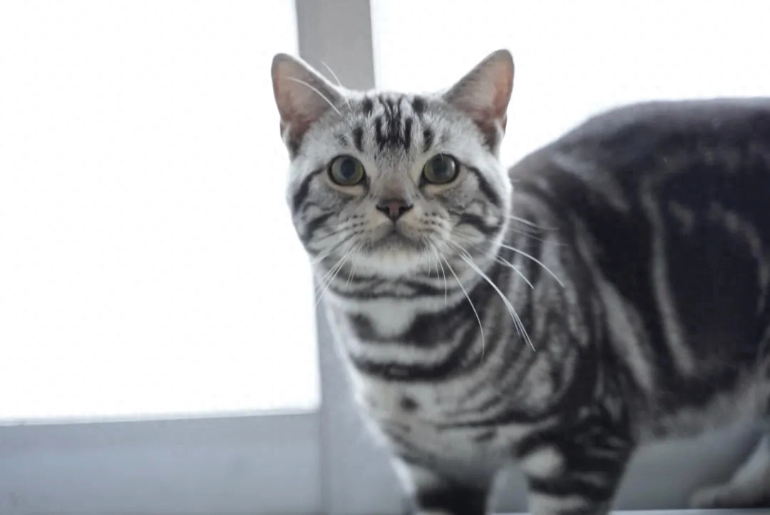 在西湖边，流淌“开化时间”(图23)