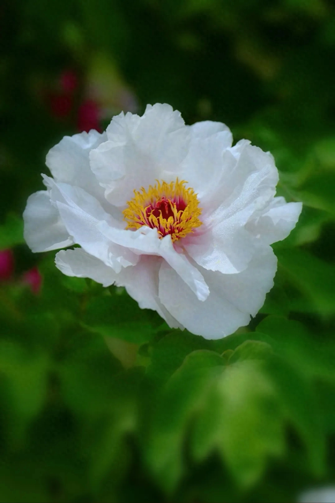 岁月染香心温暖，时光无言伴花开(图1)