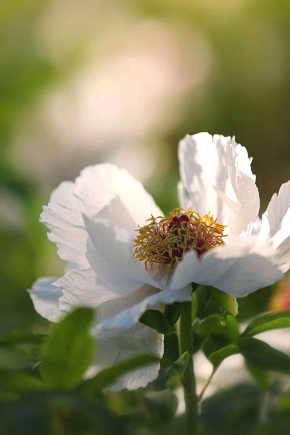 岁月染香心温暖，时光无言伴花开(图2)