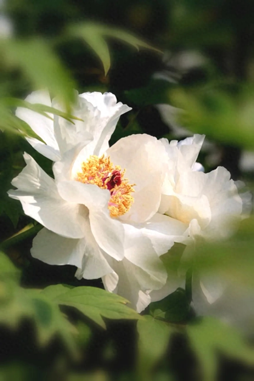 岁月染香心温暖，时光无言伴花开(图3)