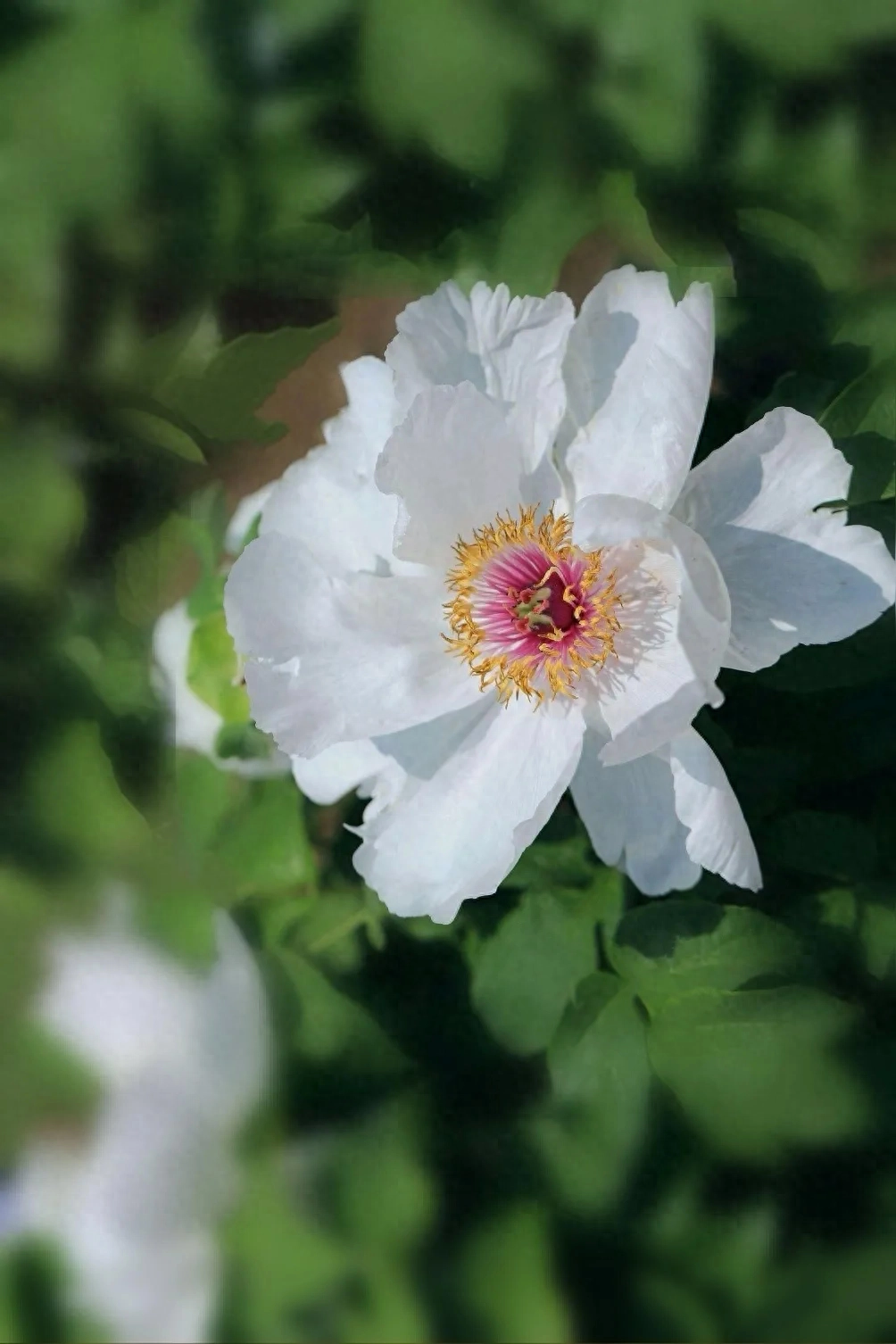 岁月染香心温暖，时光无言伴花开(图4)