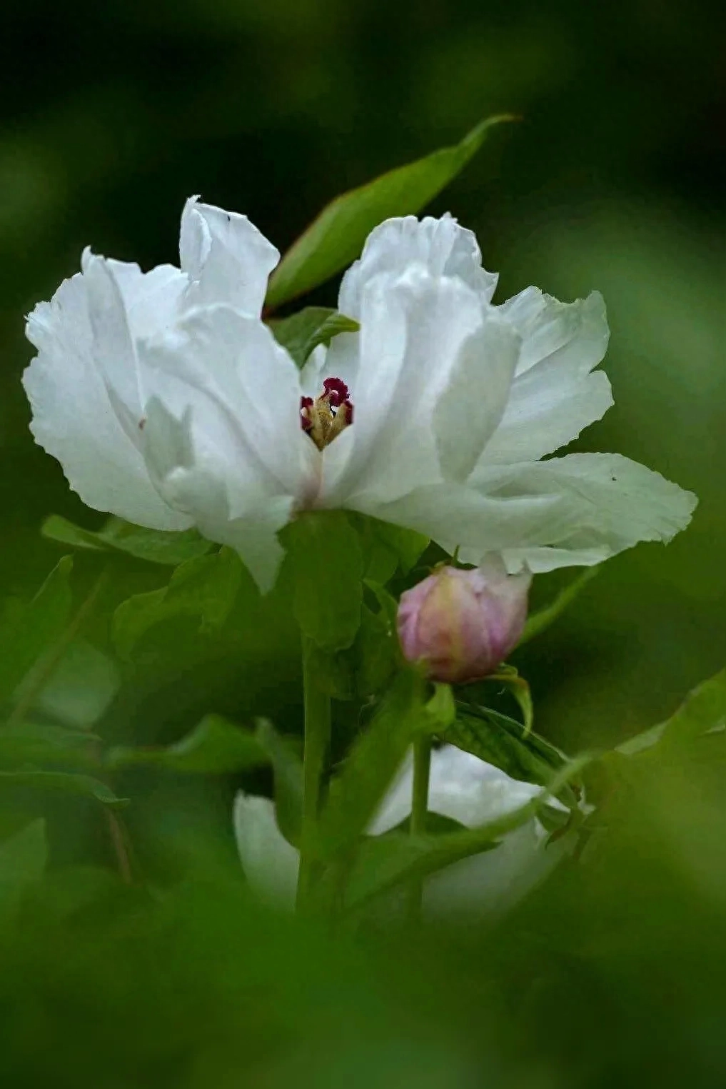 岁月染香心温暖，时光无言伴花开(图5)