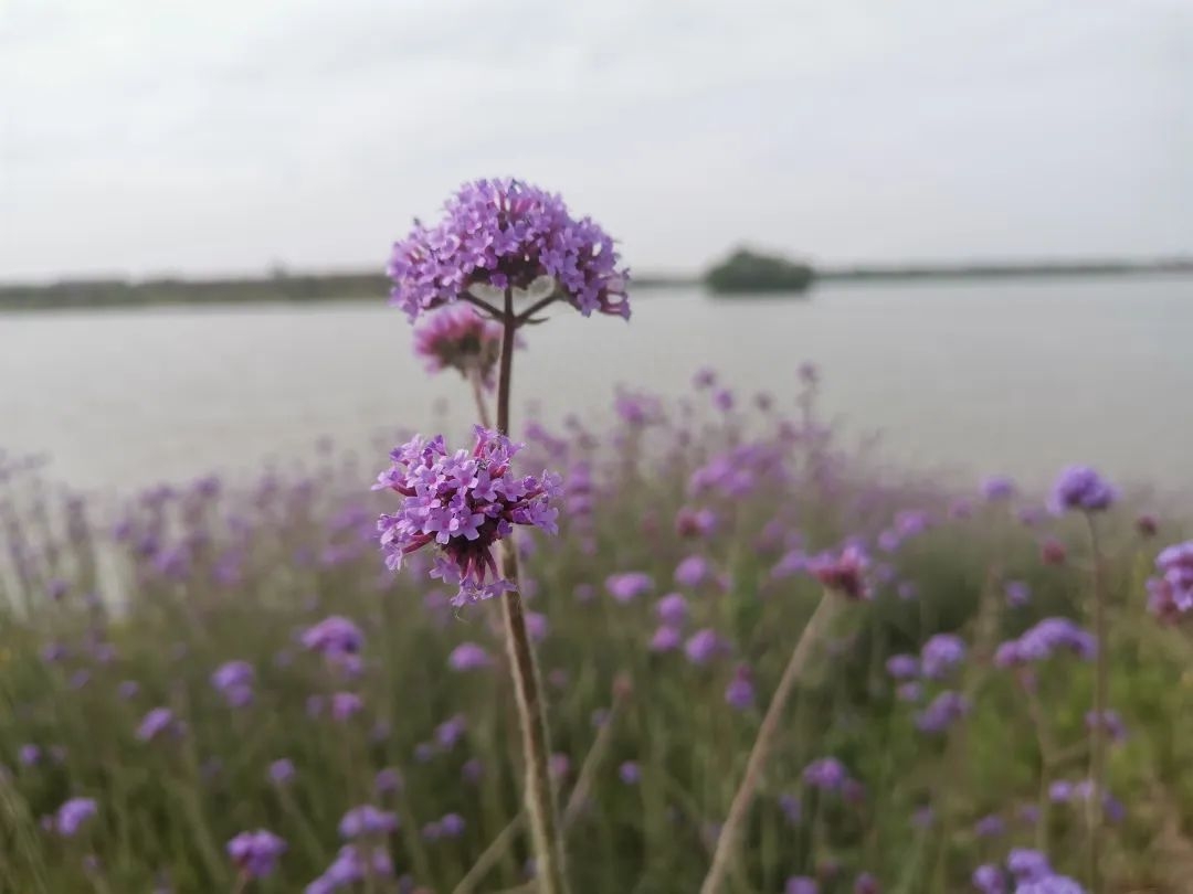 早安励志语 || 心若晴朗，你必阳光！(图1)