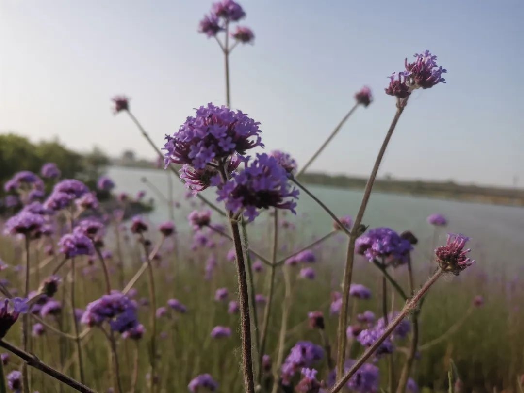 早安励志语 || 心若晴朗，你必阳光！(图4)