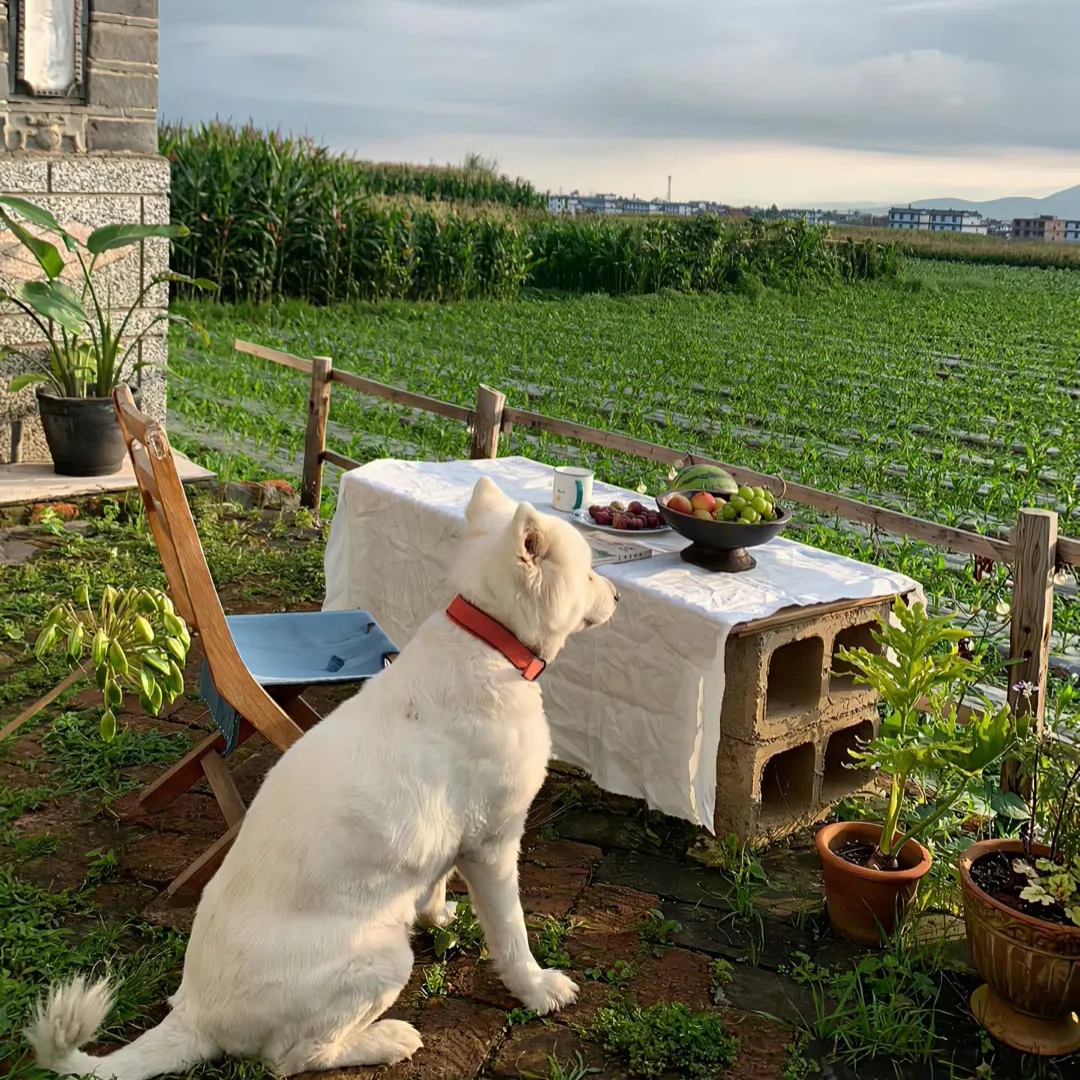 24句治愈句子｜心很贵，一定要装最美的东西(图4)