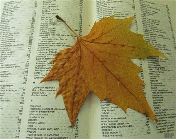 人生，不悲观，不回避，不浮躁，世事随他沧桑，早上好(图3)