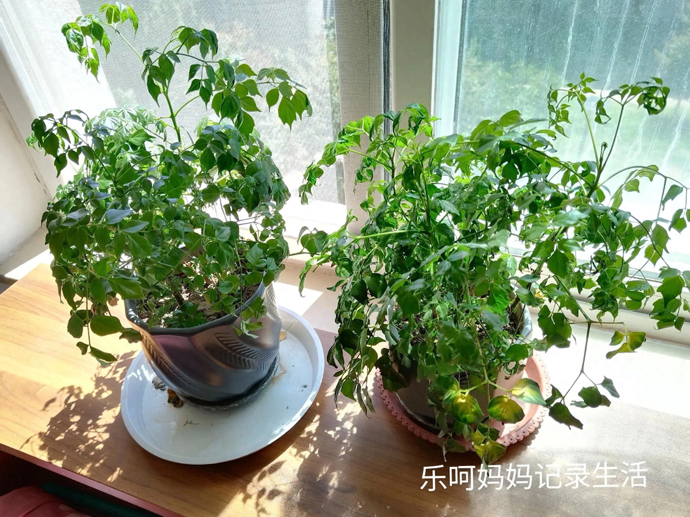 早晨被先生的一句话感动了，一家人难得一起吃早餐(图2)