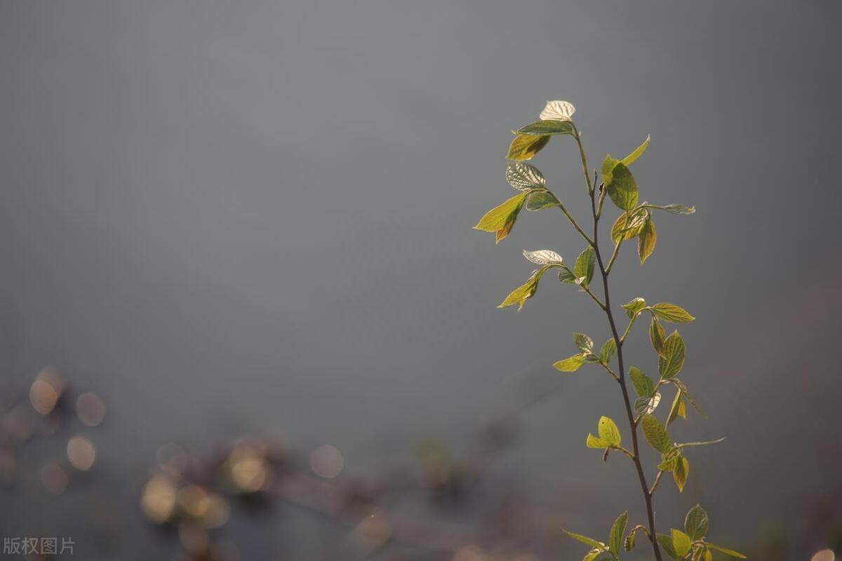 一句话情有独钟的唯美句子，甜蜜暖心，深情撩人(图3)