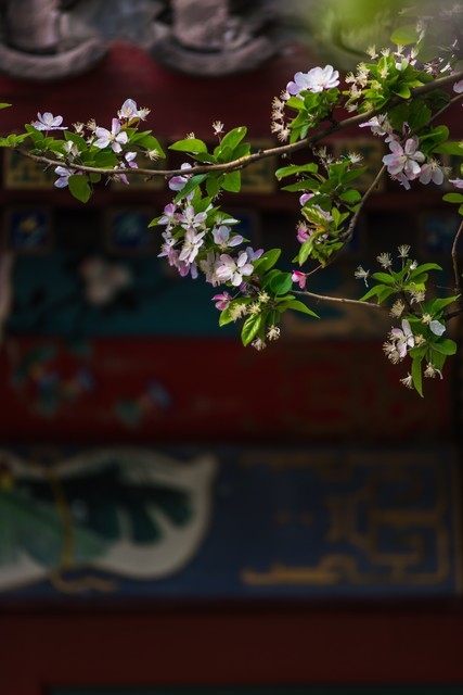 李清照《如梦令》：打动千年心灵的魅力(图1)