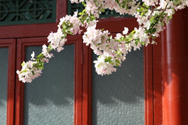 李清照《如梦令》：打动千年心灵的魅力(图2)