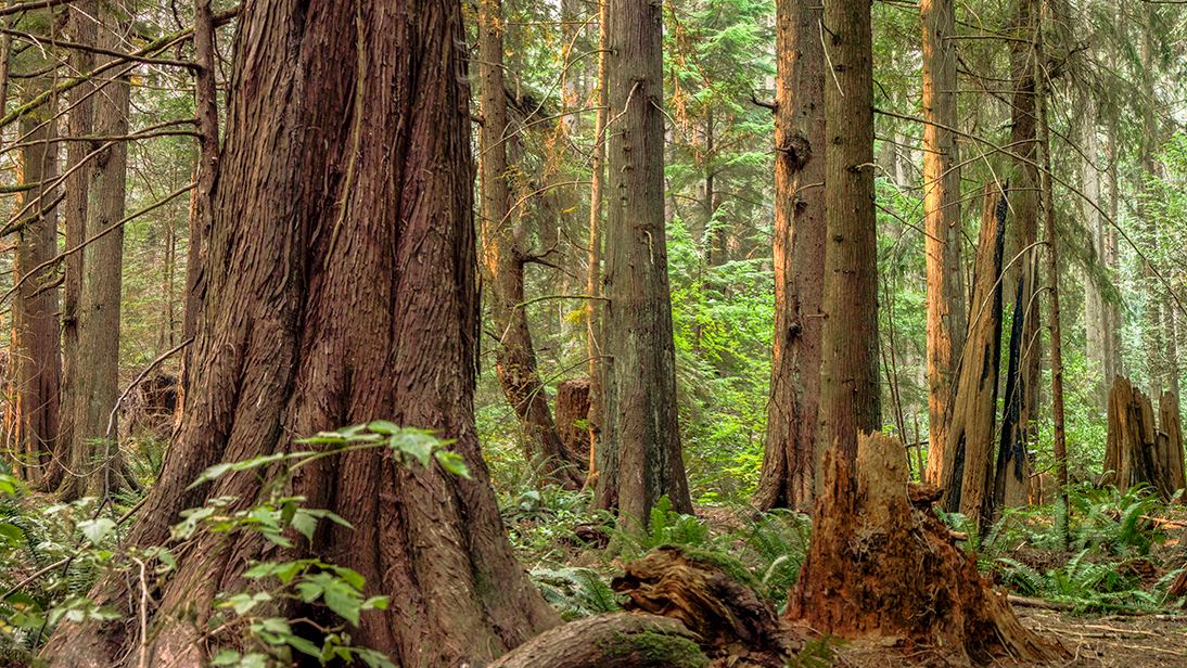 六祖惠能高光时刻！“风亦未动，幡亦未动，仁者心动。”(图19)