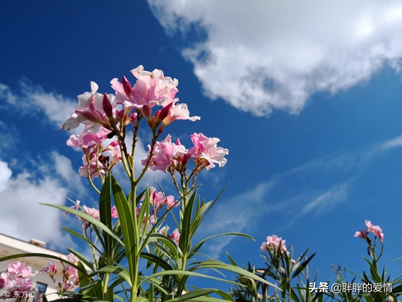 时光静美，岁月轻柔，拈一颗淡然的素心，风轻云淡，随缘自在(图2)