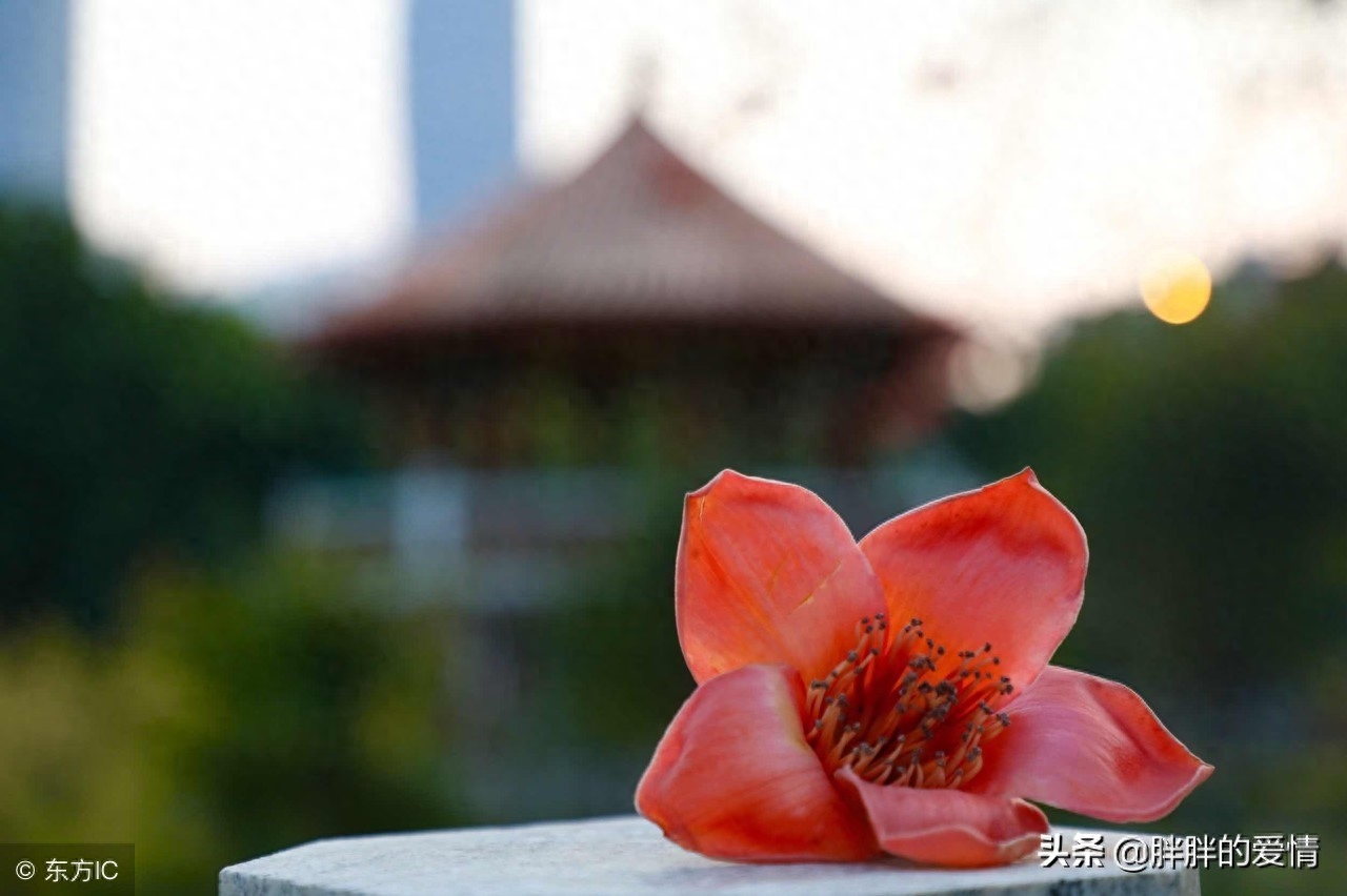 时光静美，岁月轻柔，拈一颗淡然的素心，风轻云淡，随缘自在(图4)