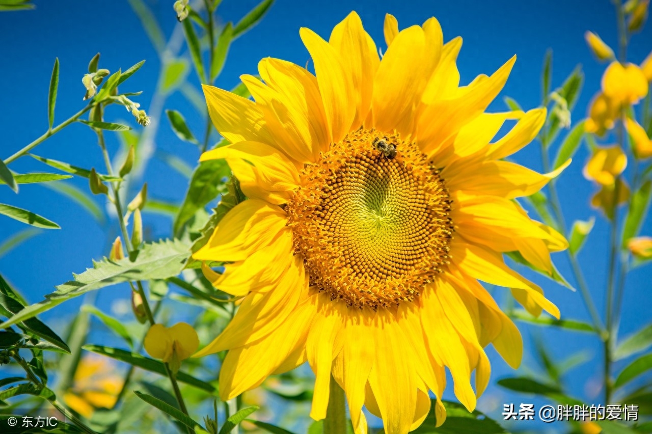 时光静美，岁月轻柔，拈一颗淡然的素心，风轻云淡，随缘自在(图5)