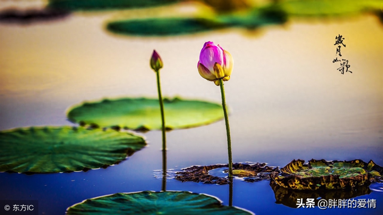 时光静美，岁月轻柔，拈一颗淡然的素心，风轻云淡，随缘自在(图7)