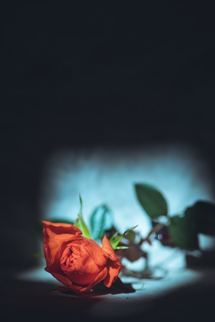 失去了太阳后还会有月亮，不管怎样，照进谷底的那束光都称为救赎(图1)