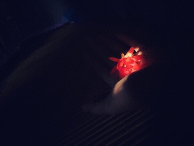 失去了太阳后还会有月亮，不管怎样，照进谷底的那束光都称为救赎(图3)