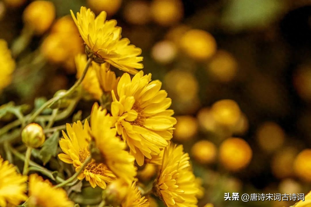 秋天，当见故人(图4)