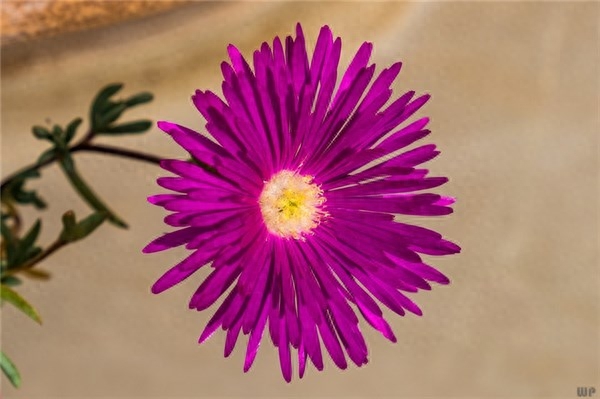 励志正能量的句子，每天积极乐观的对待，与人为善生活越来越美好(图3)