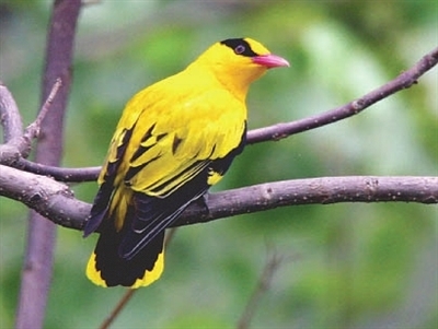 鹎唱莺声多好音(图1)