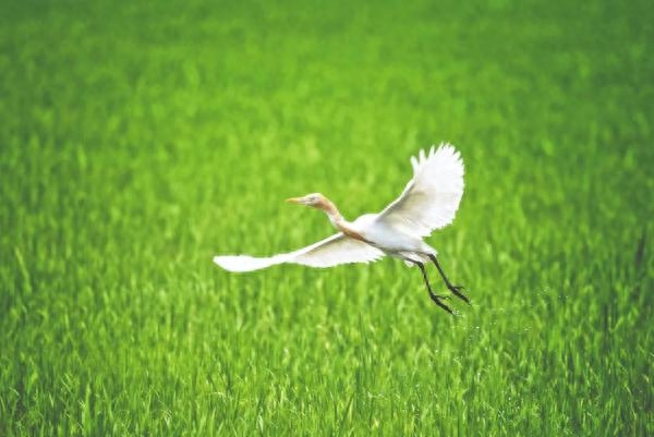 晨读｜鸟雀呼晴(图1)