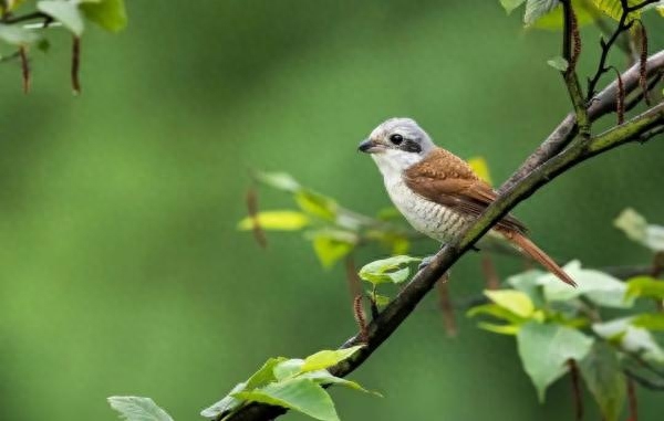 晨读｜鸟雀呼晴(图2)