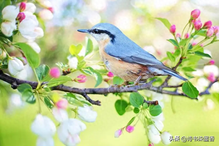 7首古诗词，鸟语花香，唯美入画，读完忘却一切烦忧(图1)