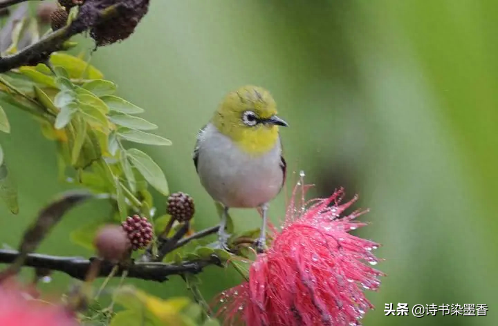 7首古诗词，鸟语花香，唯美入画，读完忘却一切烦忧(图2)