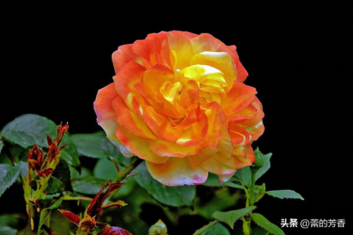 婚外恋像极了烟花，一瞬间绚丽整个天空，过后只有无尽黑暗和悔恨(图1)