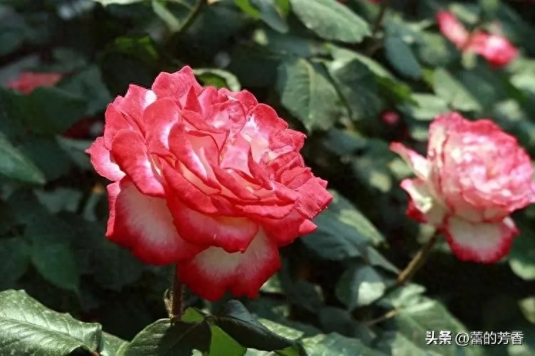 婚外恋像极了烟花，一瞬间绚丽整个天空，过后只有无尽黑暗和悔恨(图2)