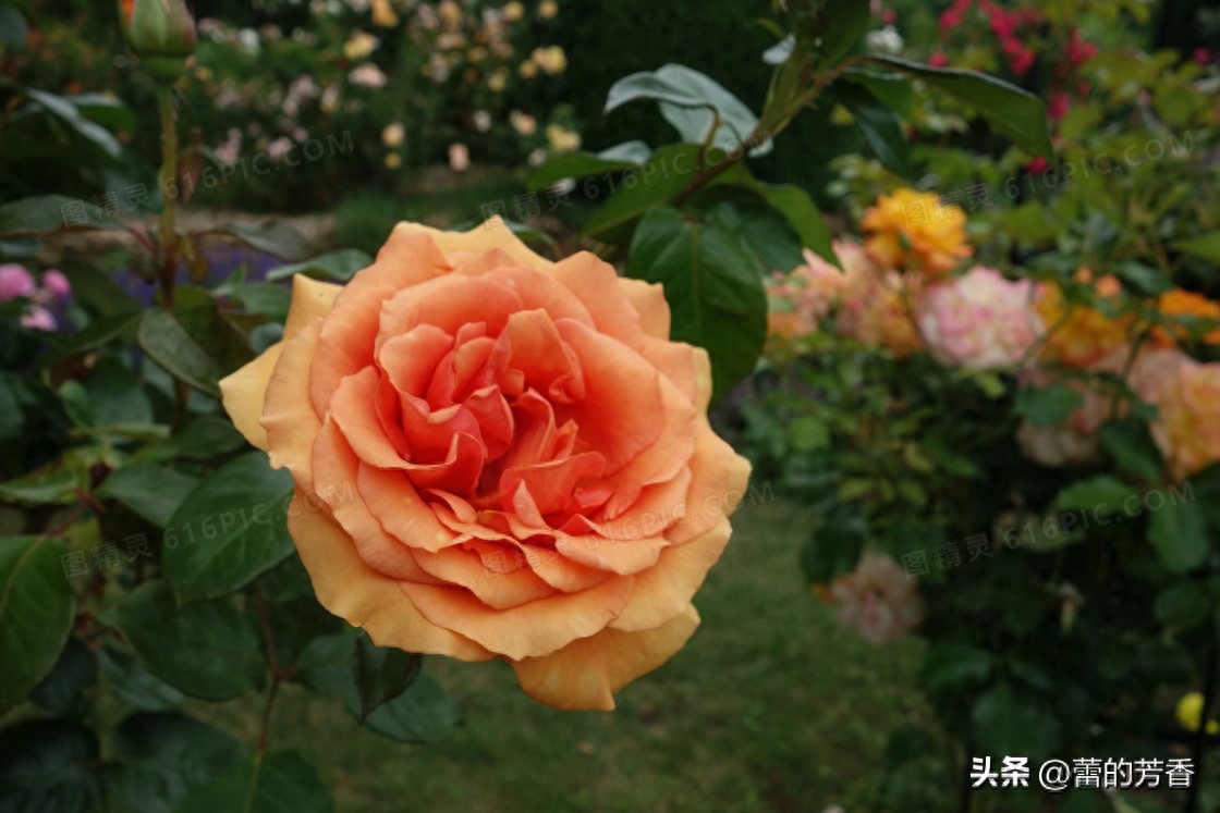 婚外恋像极了烟花，一瞬间绚丽整个天空，过后只有无尽黑暗和悔恨(图3)