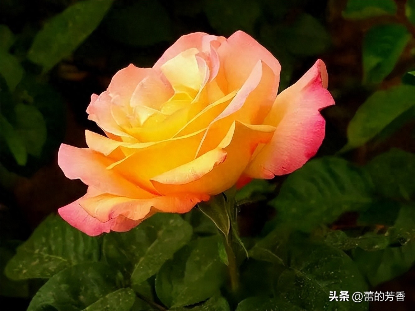 婚外恋像极了烟花，一瞬间绚丽整个天空，过后只有无尽黑暗和悔恨(图4)