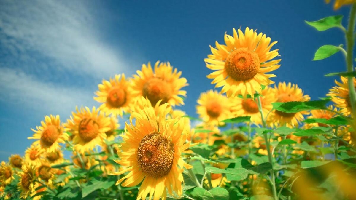 愿生如夏花——做一棵向日葵，心向阳光，胸怀希望(图1)
