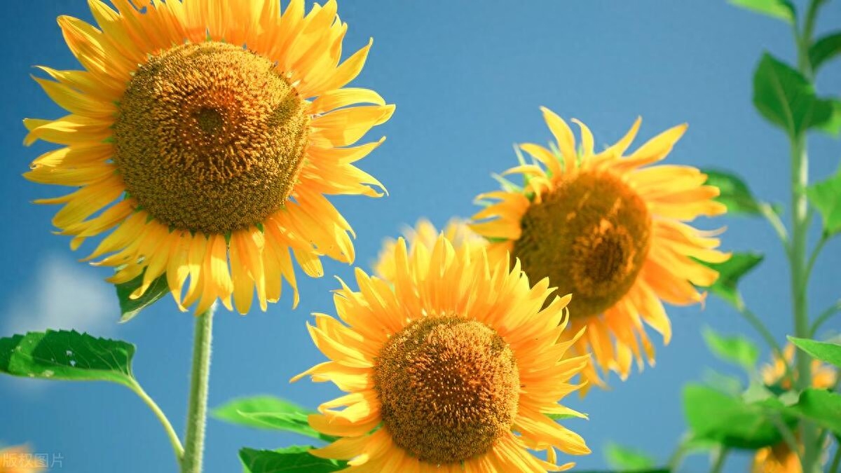 愿生如夏花——做一棵向日葵，心向阳光，胸怀希望(图3)