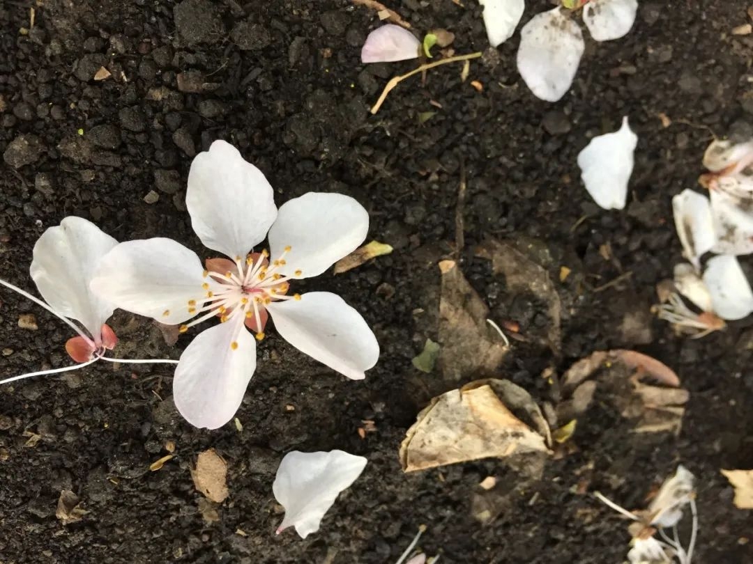 30个落花美句，唯美而不失意境，总有一句你会喜欢！(图6)