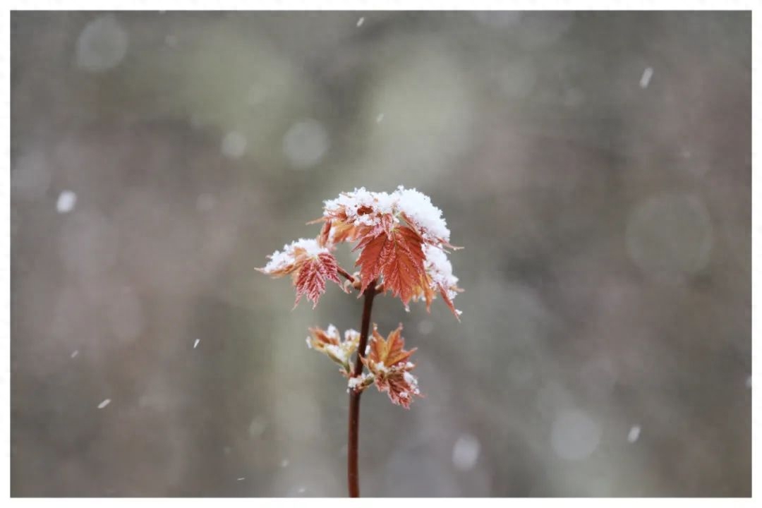 暮雪白头，爱意深沉(图2)