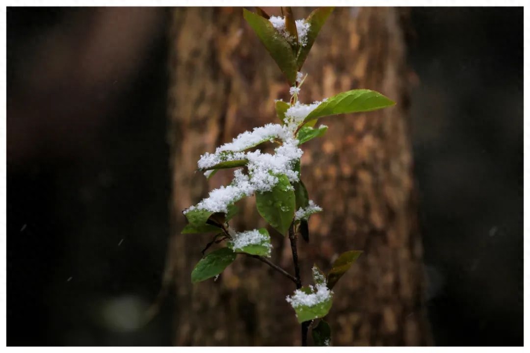 暮雪白头，爱意深沉(图4)