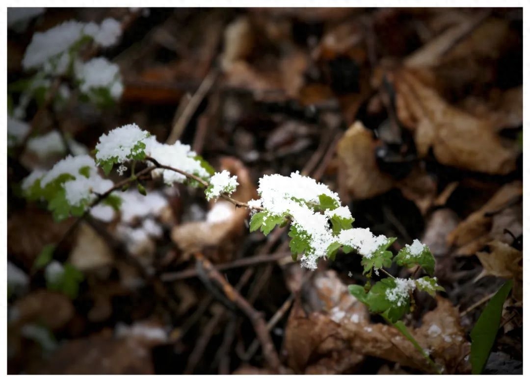 暮雪白头，爱意深沉(图5)