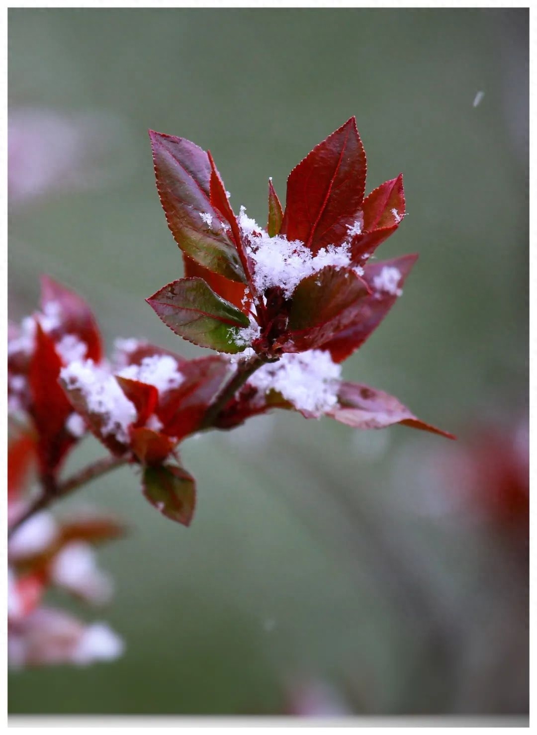 暮雪白头，爱意深沉(图6)