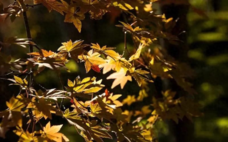 人间最美送别诗，句句断肠，句句锥心(图5)