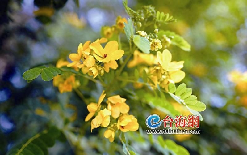 护士节快乐祝福语 护士节文案早安心语说说 2021护士节早安祝福语(图1)