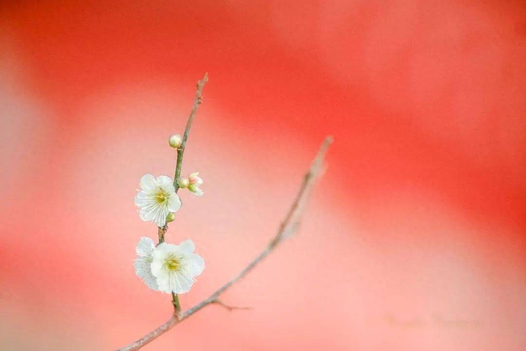 令人大彻大悟的短句，微笑的你，最美(图1)