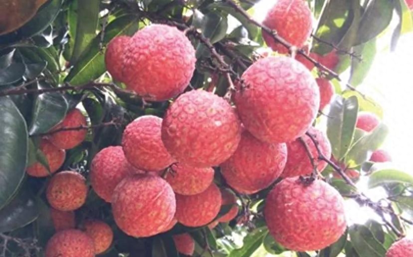 怀念的家乡味道(图2)