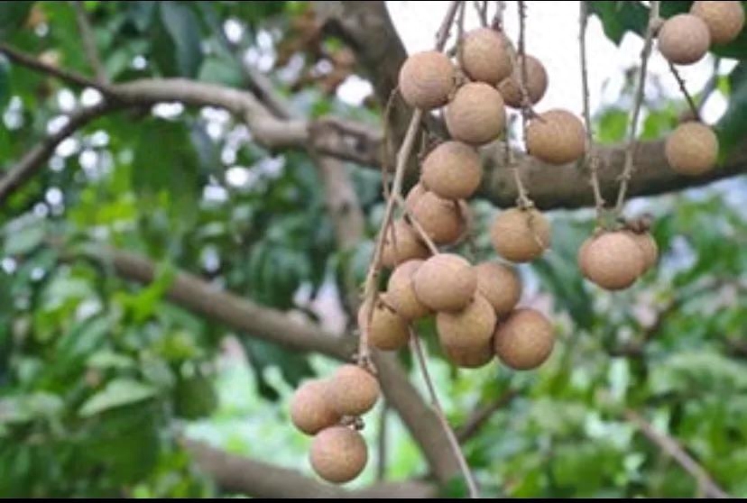 怀念的家乡味道(图3)