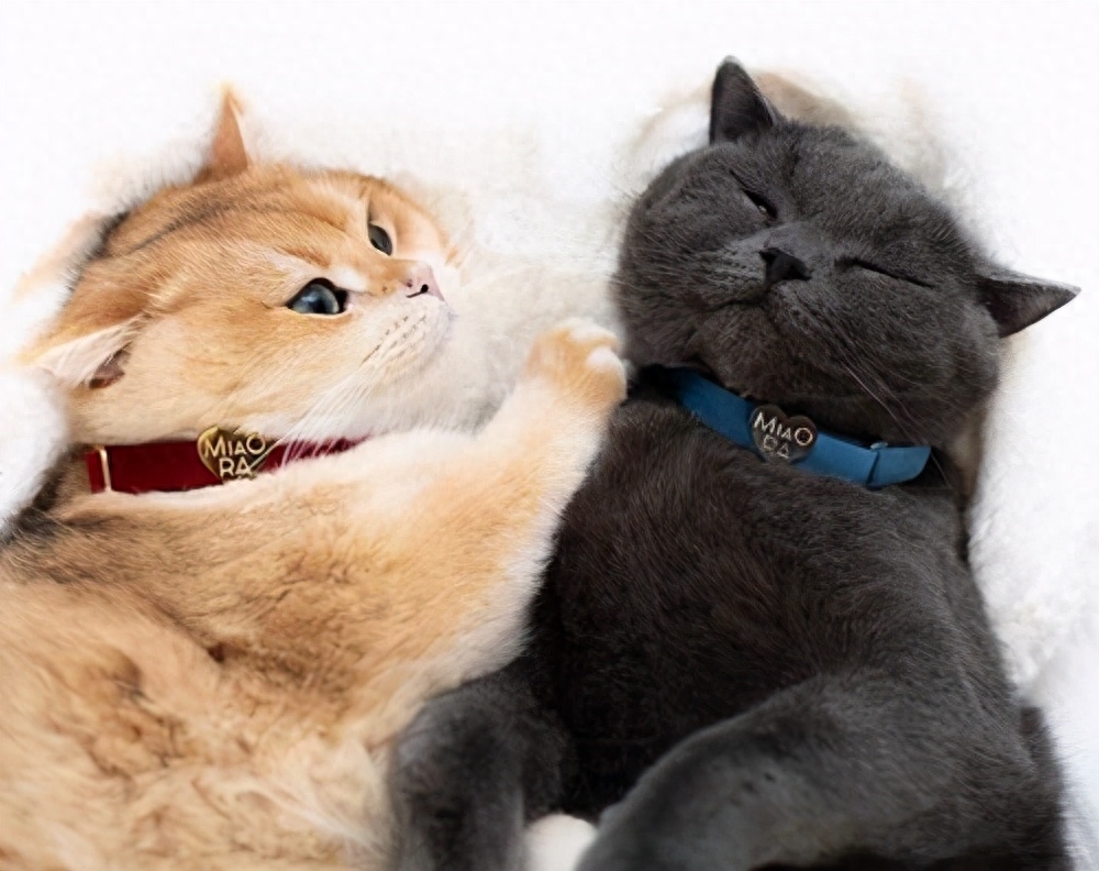 养过“英短”的主人都说好！全凭这几大优点(图1)